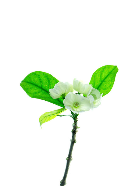 Close up of Vallaris solanacea flower on white background. - Fotoğraf, Görsel