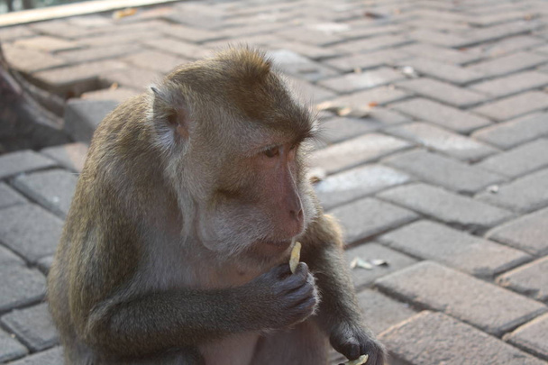 The monkey eats nuts, Monkey eats peanuts from visitors, Indonesia - Fotografie, Obrázek