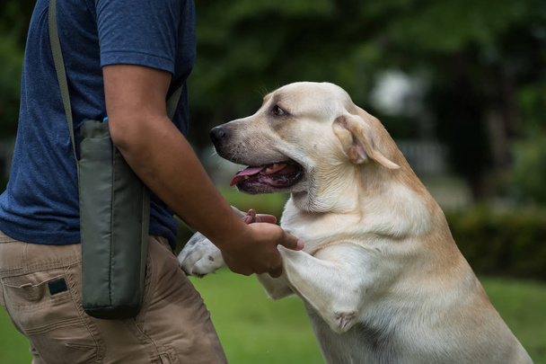 Professional dog trainer training Labrador retriever pet in garden, teach to stand and cuddle to get a water. The concept of friendship between man and animals - Foto, Imagen