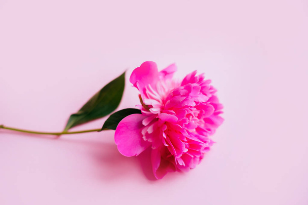 Розовый пионский цветок - Фото, изображение