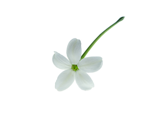 Detail květu Rangoon Creeper (Quisqualis indica) na bílém pozadí. - Fotografie, Obrázek