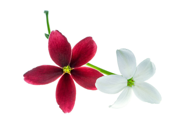 Close up of Rangoon Creeper flower (Quisqualis indica) on white background. - Photo, Image