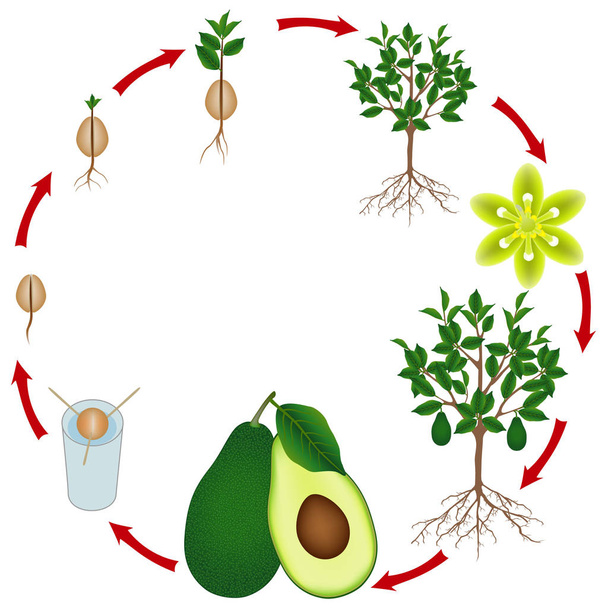 Lebenszyklus eines Avocadobaumes auf weißem Hintergrund. - Vektor, Bild