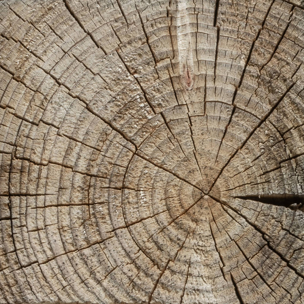 The surface of a transverse cut of a tree. Concentric texture of wood. There are many cracks. Square shape of wooden tiles. - Foto, imagen