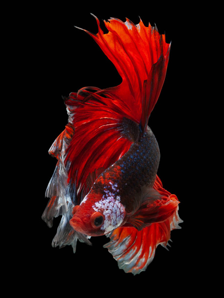 сиамская боевая рыба, бетта рыба "Полумесяц" изолированы на черном фоне
 - Фото, изображение