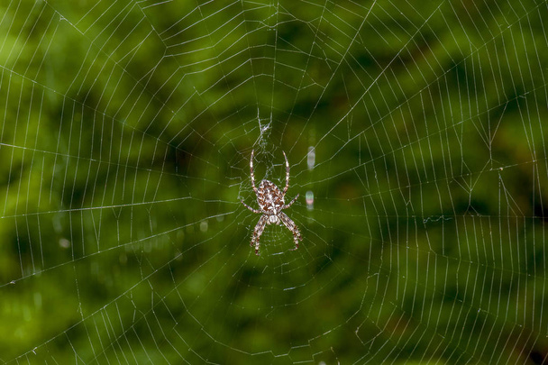 Örümcek öğle yemeği arka çapraz. Kıllı ve şişman çapraz Orb weaver. Portre - Fotoğraf, Görsel