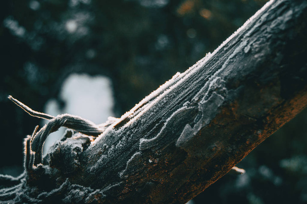Morceaux d'écorce de bois d'arbre recouverts d'une fine couche de neige au soleil
 - Photo, image