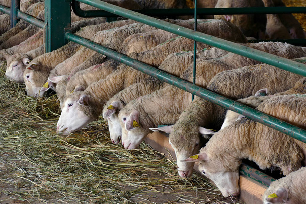Ovinos para reprodução / Alimentação dos ovinos em uma fazenda moderna
 - Foto, Imagem