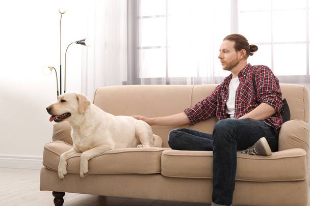 Adorable yellow labrador retriever with owner on couch indoors - Foto, Imagem