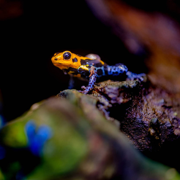 Mimic Poison Frog, Ranitomeya imitator Jeberos es una especie de rana venenosa que se encuentra en la región centro-norte del este de Perú. Su nombre común incluye rana venenosa mímica y rana flecha venenosa
, - Foto, Imagen