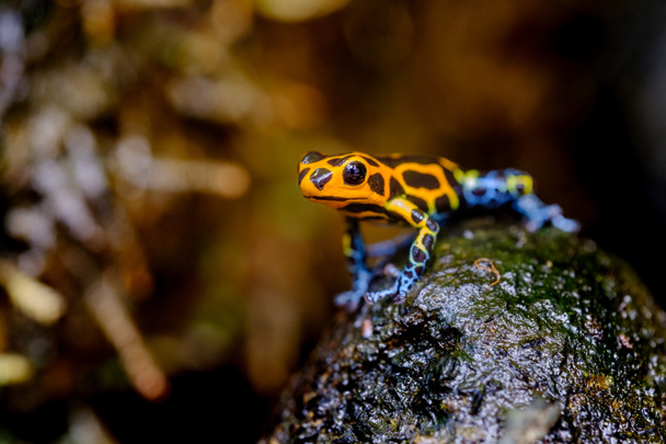 Імітування отрута жаби, Ranitomeya імітатор Jeberos — вид Жаба отрута дартс, знайдені в Північно центральному регіоні Східної Перу. Її загальна назва включають мімічних отрута жаби і отрута стрілку жаба, - Фото, зображення