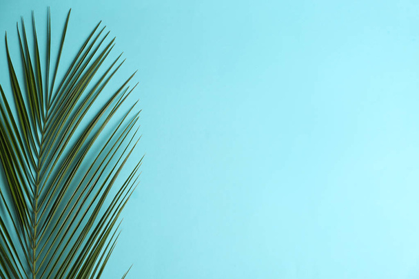 Beautiful tropical leaf on color background, top view - Foto, Bild