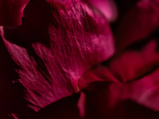 ポートランドの日当たりの良い夏の日に紫の花のマクロ撮影 - 写真・画像