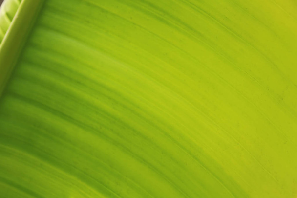 Beautiful tropical palm leaf, closeup - Foto, imagen