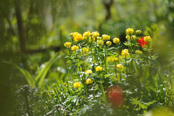 Globos de flores en macizo de flores verde
 - Foto, Imagen