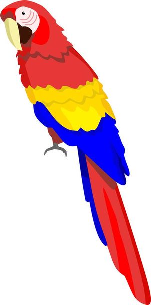 Papagáj madár állati vektoros illusztráció - Vektor, kép