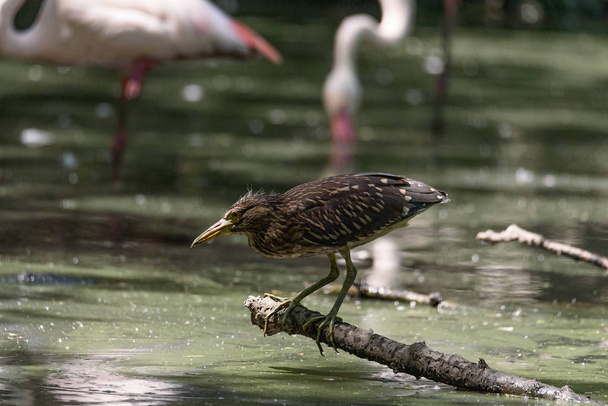 A little bittern resting on a branch in a pond, horizontal image - Photo, Image