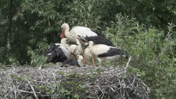 White stork with its young in the nest - Footage, Video