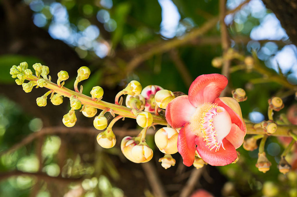 Gros plan de Shorea robusta ou Cannonball flower (Couroupita guianensis) sur l'arbre
 - Photo, image