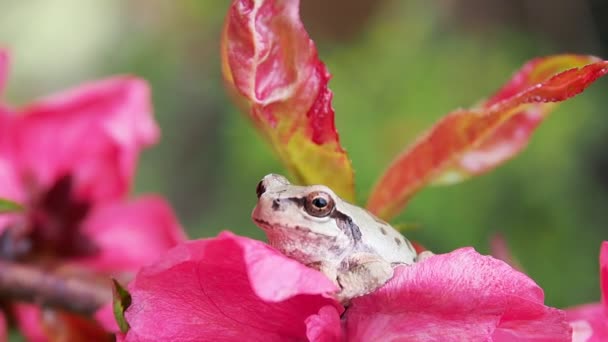 White color Tree Frog - Footage, Video