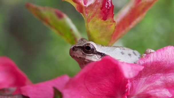 White color Tree Frog - Footage, Video