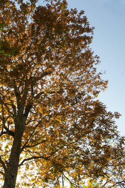 Autumn tree over blue sky background - Foto, imagen