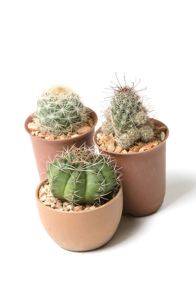 Diferentes plantas de cactus aisladas sobre fondo blanco
 - Foto, imagen