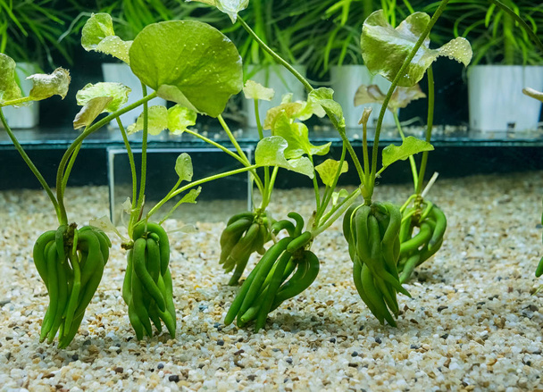 Aquarium tank with a variety of aquatic plants  - Photo, Image