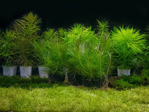 ενυδρείο με ποικιλία υδρόβιων φυτών  - Φωτογραφία, εικόνα