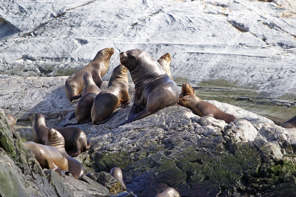 Sea Lions, male and females, on the island in Beagle Channel, Argentina. Sea lion is a sea mammal with external ear flaps and long foreflippers - Photo, Image