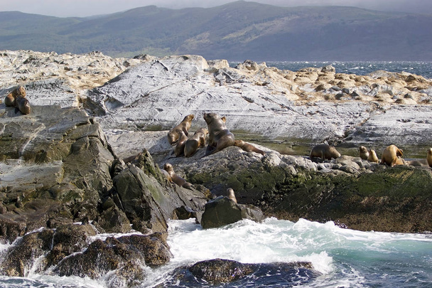 Oroszlánfókák a szigeten, a Beagle-csatorna, Argentína. Oroszlánfóka egy tengeri emlős külső fül zárólapok és hosszú foreflippers - Fotó, kép