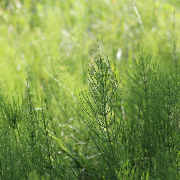 Las plantas silvestres - el fondo verde de la cola de caballo o Tolkachik o Equisetum arvense. Cola de caballo común en primavera - Foto, imagen
