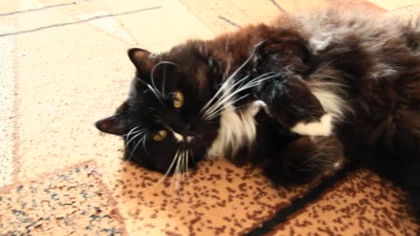 Zwarte kat over lolling op tapijt. Lui huisdier tot op vloer in vreemde pose - Video