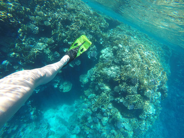 Девушка плавает рядом с кораллом в красном море
. - Фото, изображение