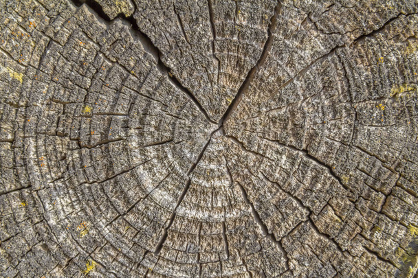 detail shot of some wooden fissured annual rings - Valokuva, kuva