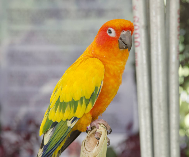 krásná z barevného papouška - Fotografie, Obrázek