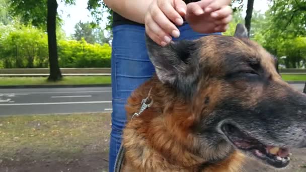 Womens hands screw an old dog - Metraje, vídeo