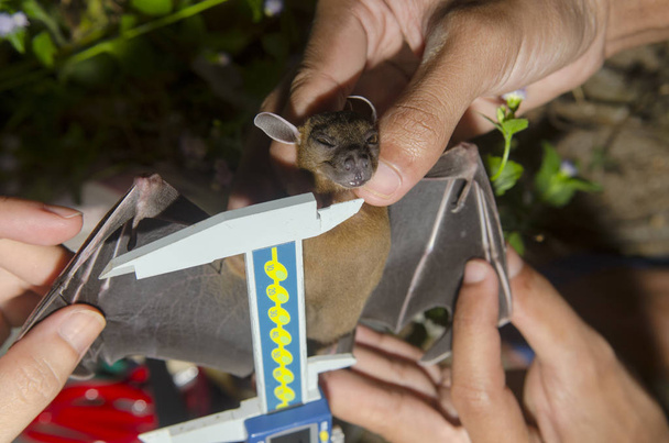 Bat in hand of researcher - Photo, Image