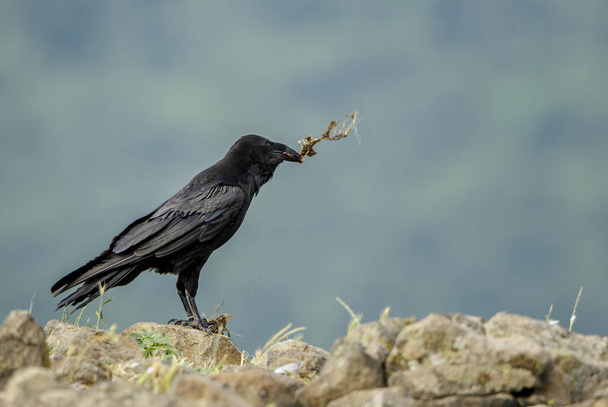 Common Raven - Corvus corax, black large bird from European woodlands, Eastern Rodope mountains, Bulgaria. - Photo, Image