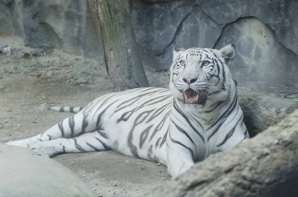 tigris az állatkertben - Fotó, kép