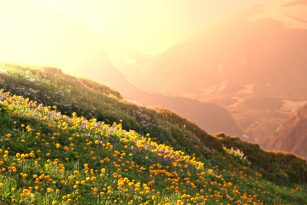 Mountain meadow - Photo, Image