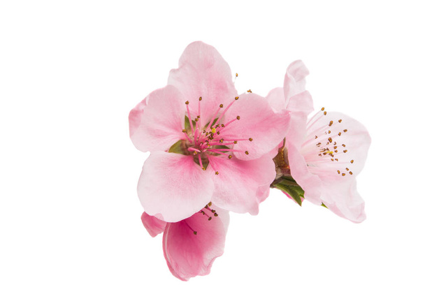 flores de sakura aisladas sobre fondo blanco - Foto, imagen