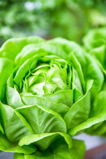 Green lettuce. Concept of healthy lifestyle and healthy food. Vegan organic food. - Photo, image