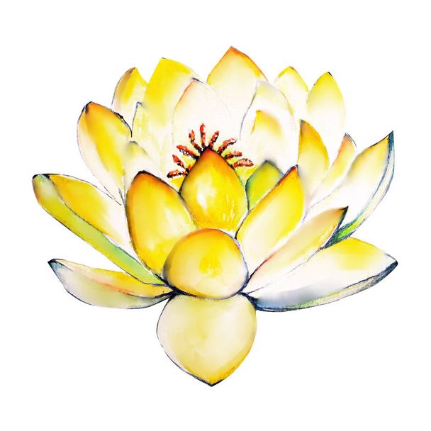 water color painting water lily - Photo, Image