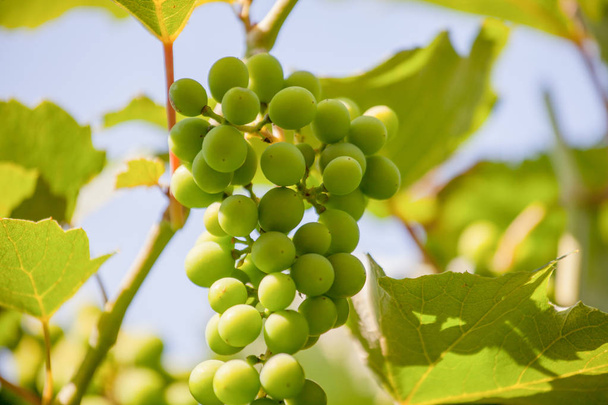 racimos inmaduros de uvas en un viñedo italiano
. - Foto, imagen