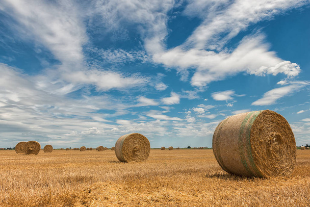 Hasat buğday alanları İtalyan yaz saati - Fotoğraf, Görsel