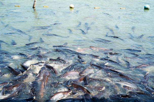 Fisch im Fluss. viele Fische warten darauf, gegessen zu werden. Fisch im Tempel von t - Foto, Bild