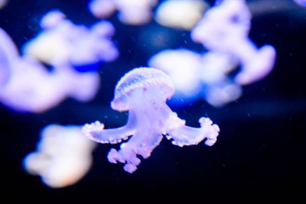 Foto de algumas medusa venenosa perigosa medusa medusa de água-viva - Foto, Imagem