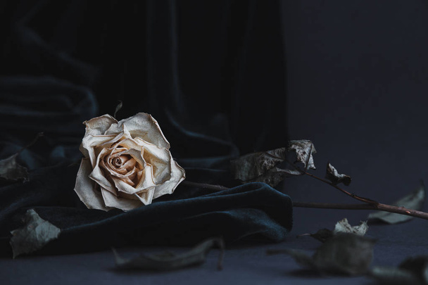 Αποξηραμένα λευκό τριαντάφυλλο σε γκρι φόντο με σκούρο βελούδο ντραπάρισμα - Φωτογραφία, εικόνα