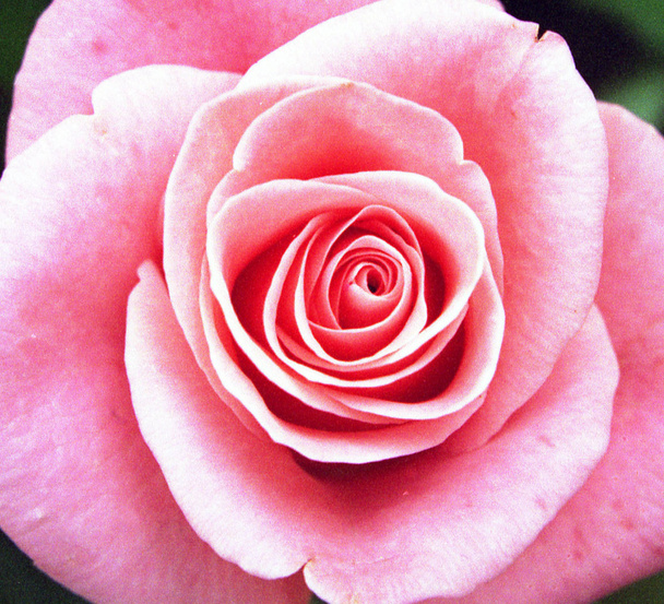 Роза - Фото, изображение